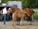Concours Cheval Comtois Cramans 2011